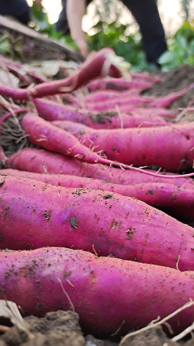 й8846˹(ɷ)޹˾-ٷվ