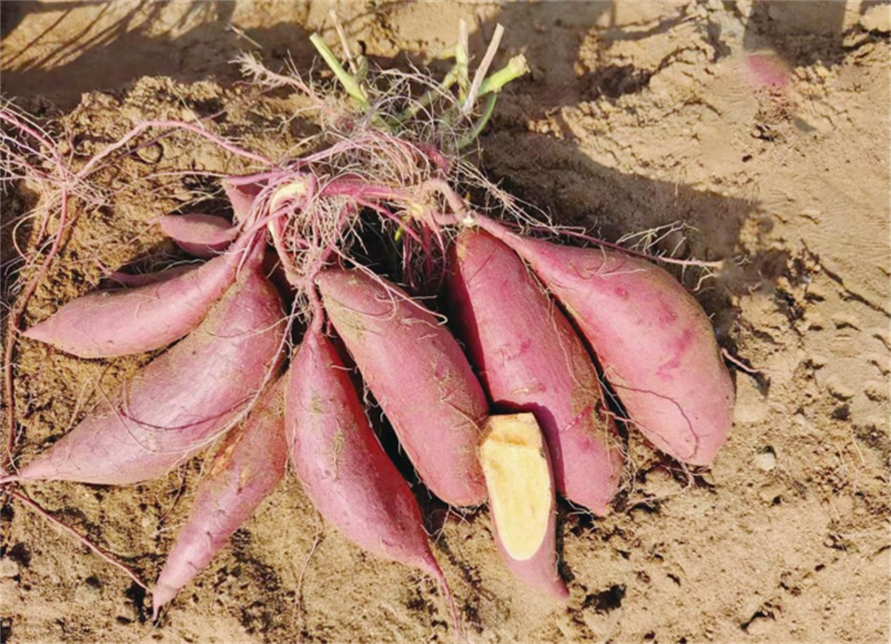 й8846˹(ɷ)޹˾-ٷվ